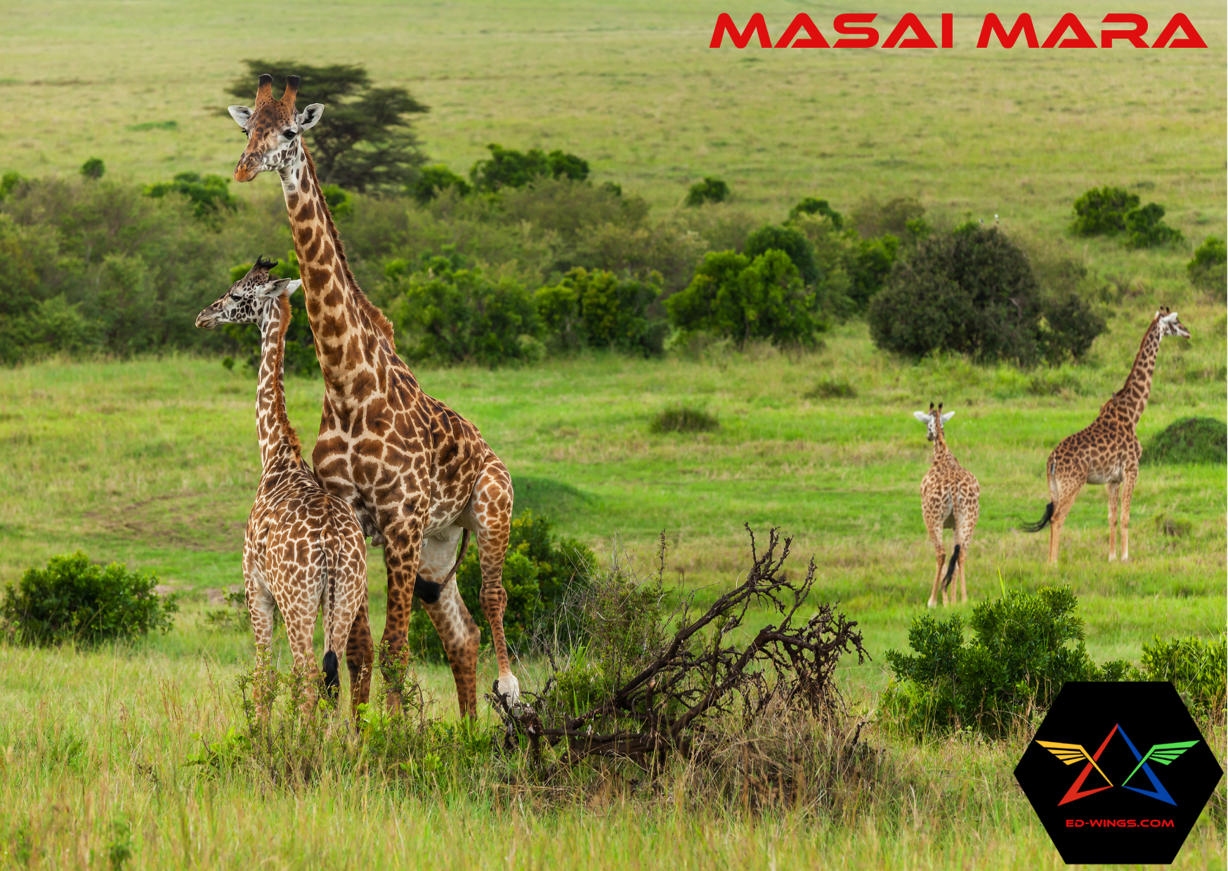 Kenya Wildlife Safari