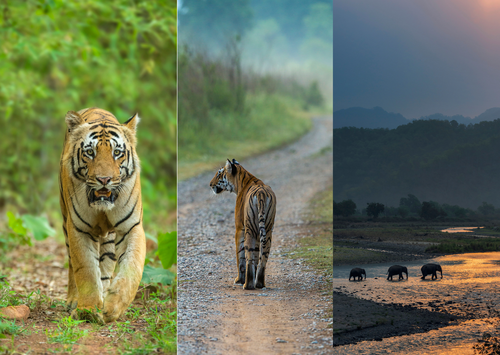 School -Collage Group tour -Corbett- Nainital- Bhimtal