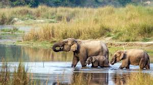 4 Nights in Kathmandu and Chitwan