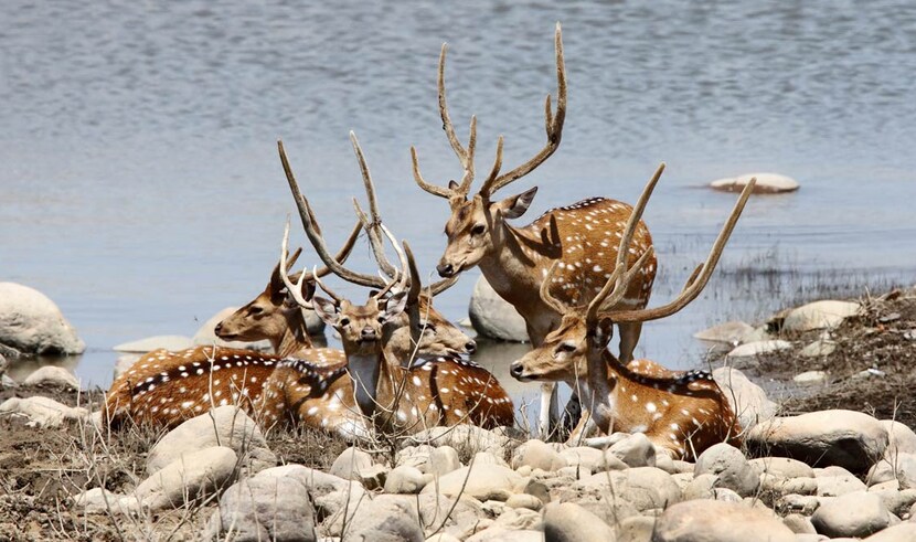 4 Nights  5 Days - Jim Corbett Tour Packages